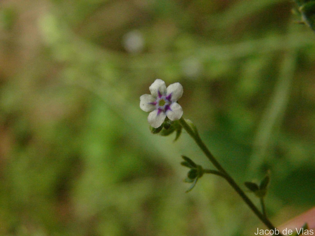 Cynoglossum zeylanicum (Sw. ex Lehm.) Thunb. ex Brand